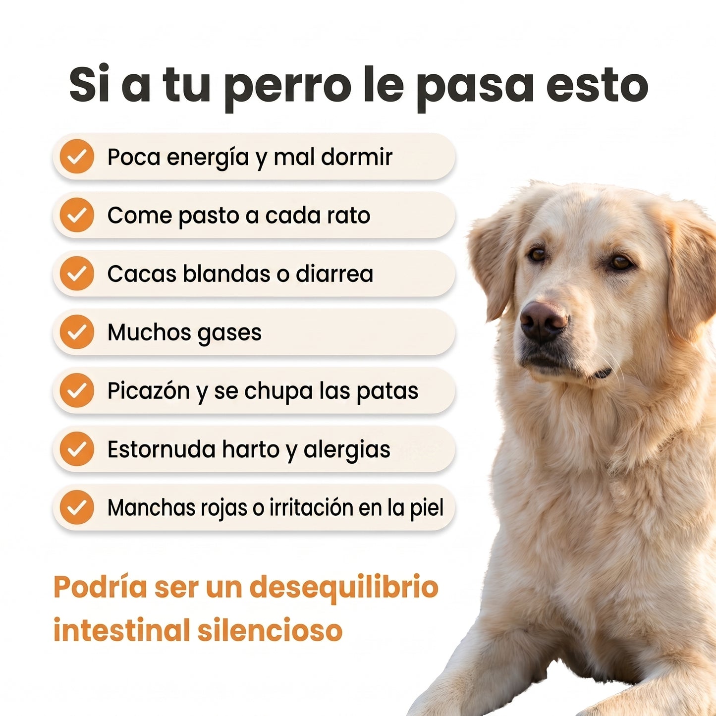 Suplemento probiótico para perros